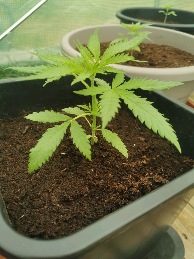 LOC #1 growlog header