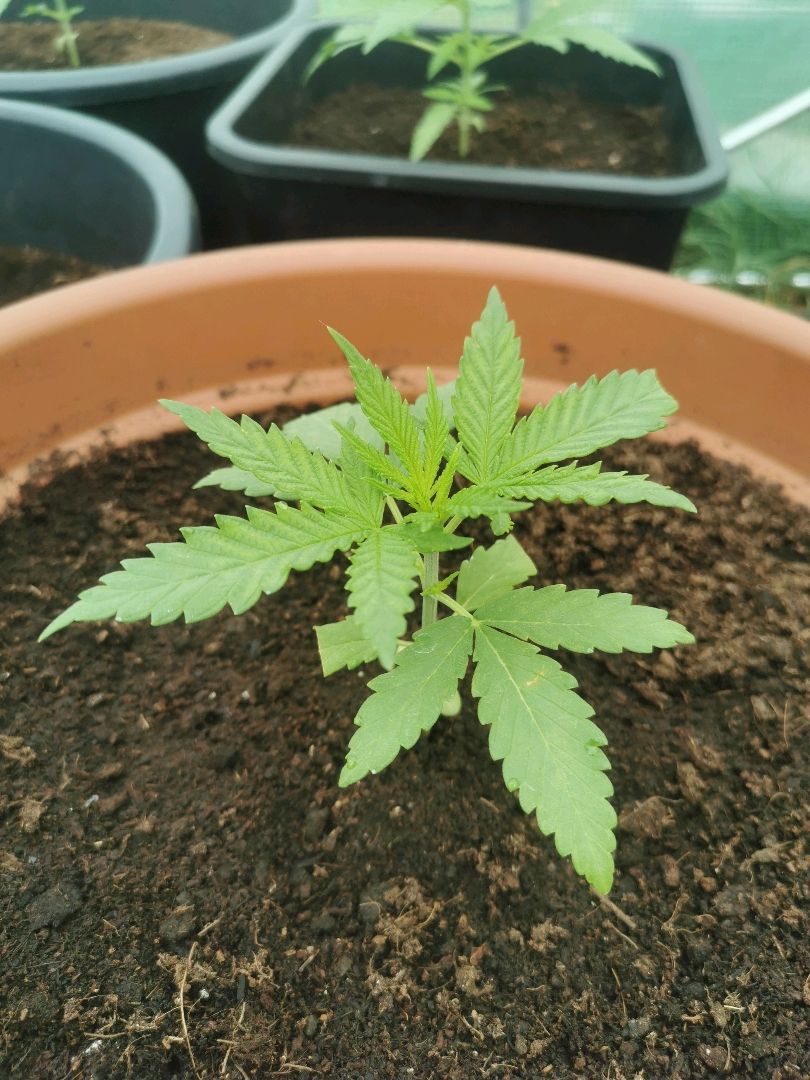 LOC #2 growlog header