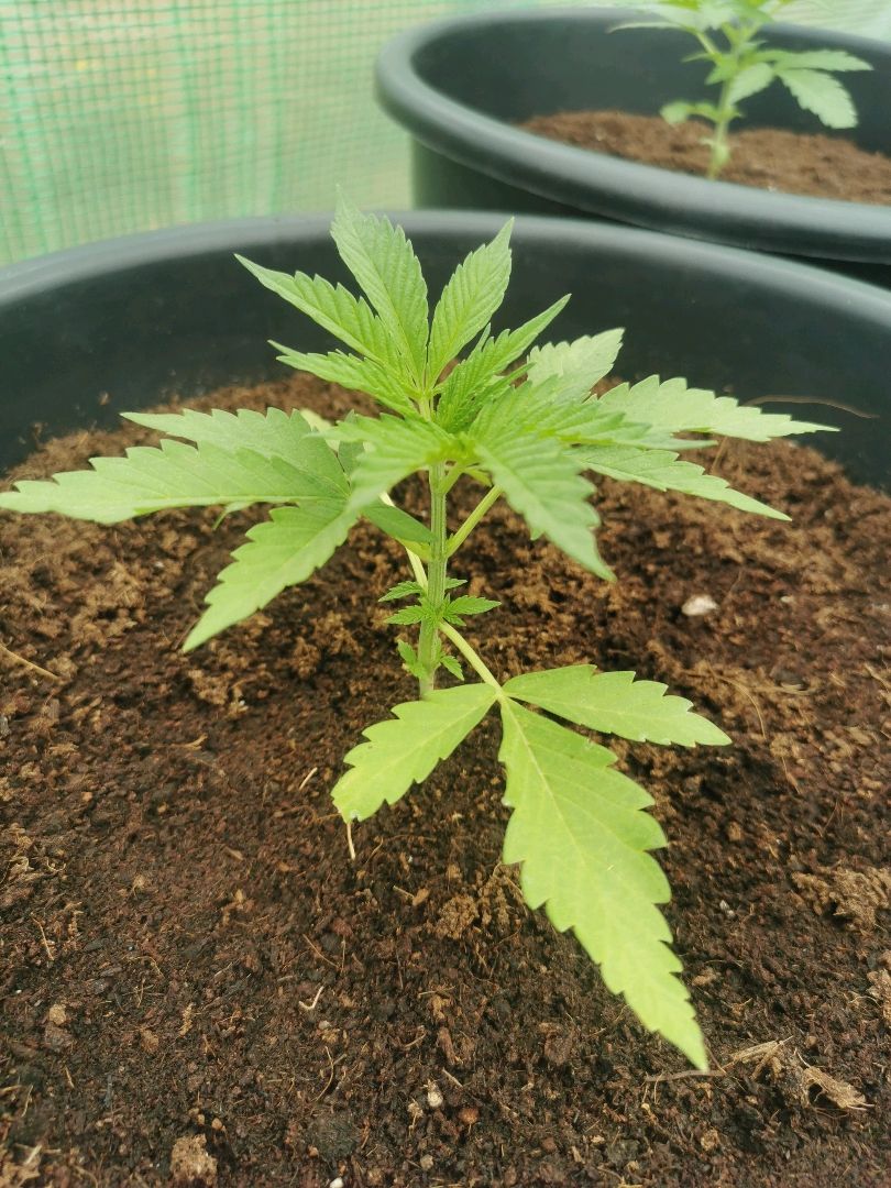 PP*DSD #1 growlog header