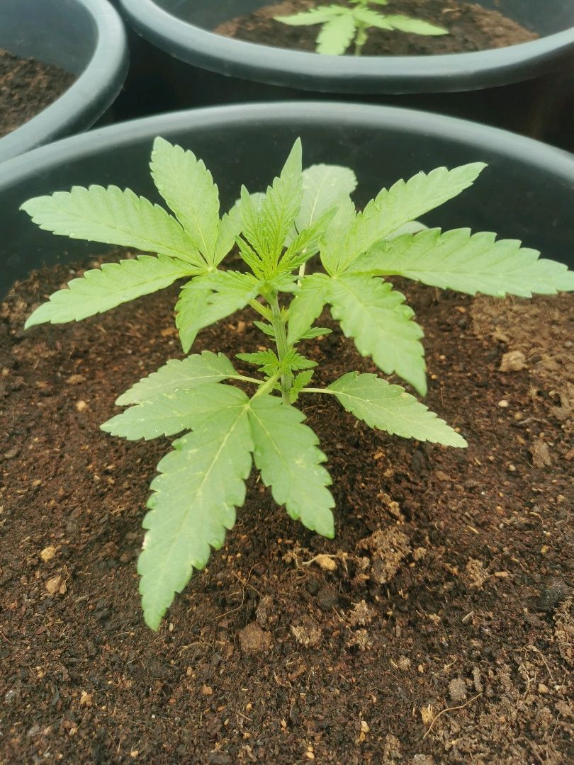 PP*DSD #2 growlog header
