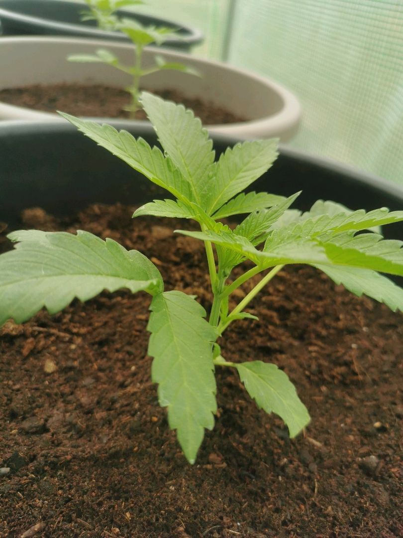 PP*DSD #3 growlog header