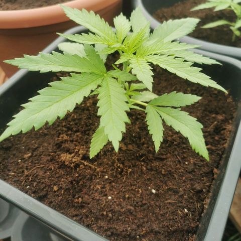 GZ #1 growlog photo