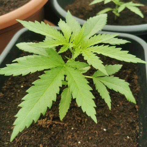 GZ #1 growlog photo