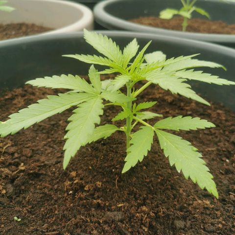 GZ #3 growlog photo