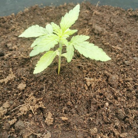 GZ #4 growlog photo