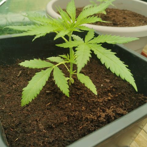 LOC #1 growlog photo