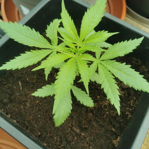 LOC #1 growlog photo