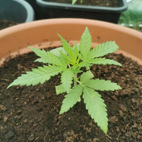 LOC #2 growlog photo