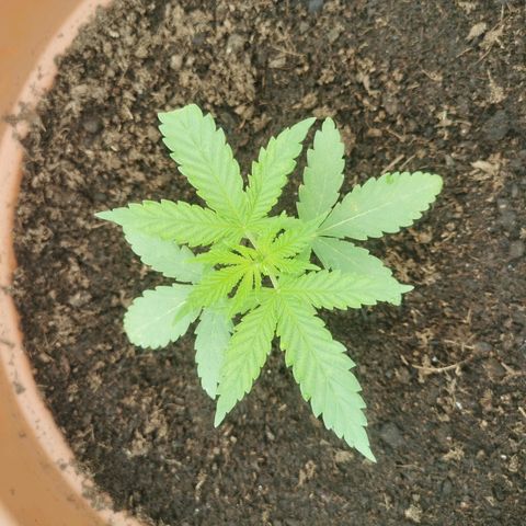 LOC #2 growlog photo