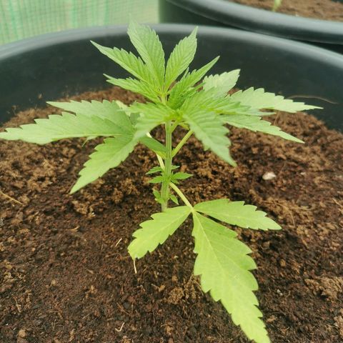 PP*DSD #1 growlog photo
