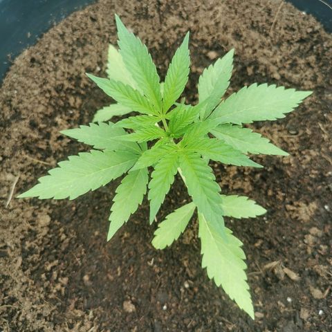 PP*DSD #1 growlog photo