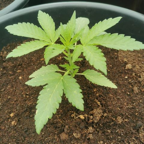 PP*DSD #2 growlog photo