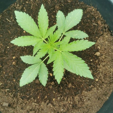 PP*DSD #2 growlog photo
