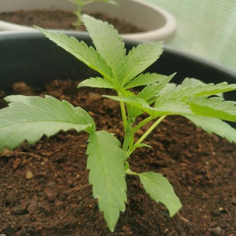 PP*DSD #3 growlog photo
