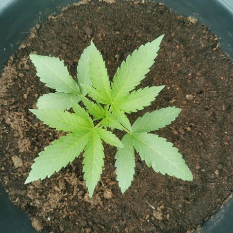 PP*DSD #3 growlog photo