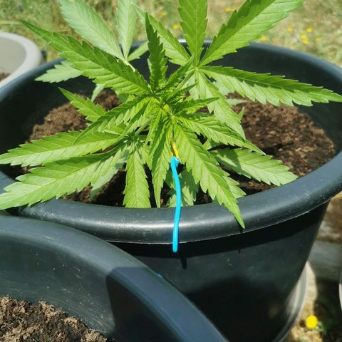 GZ #3 growlog photo