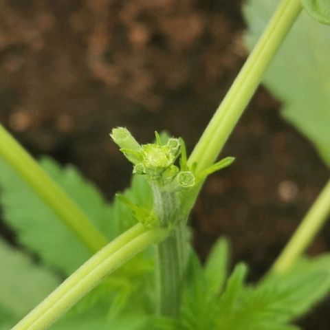 PP*DSD #2 growlog photo