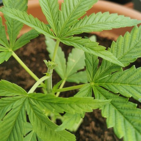 LOC #2 growlog photo