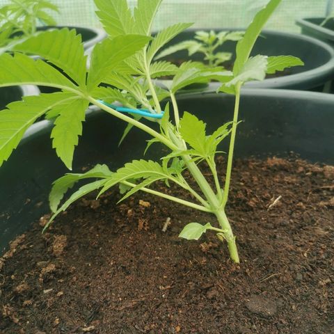 PP*DSD #3 growlog photo