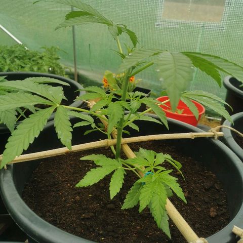 PP*DSD #2 growlog photo