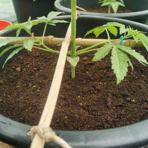 PP*DSD #2 growlog photo