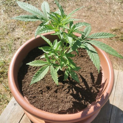 LOC #2 growlog photo
