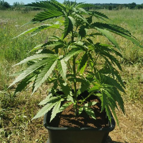 GZ #1 growlog photo