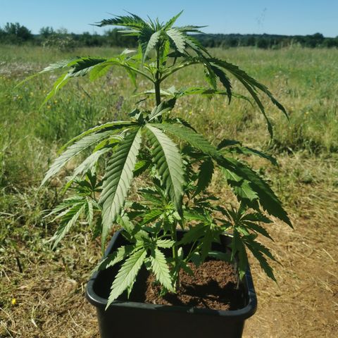 LOC #1 growlog photo