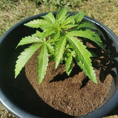 GZ #4 growlog photo