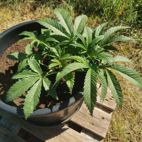 PP*DSD #3 growlog photo
