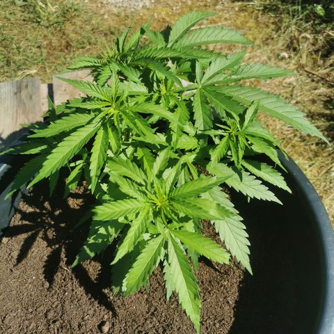 GZ #3 growlog photo