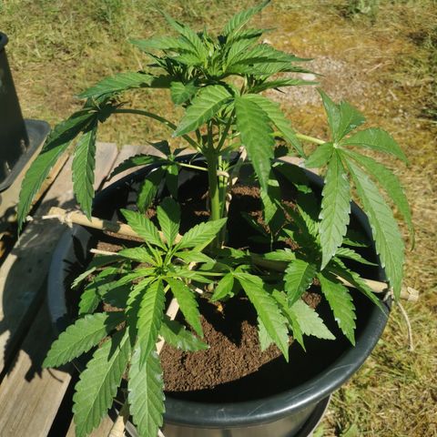 PP*DSD #2 growlog timeline photo