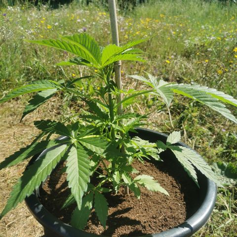 PP*DSD #1 growlog photo