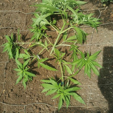GZ #1 growlog photo