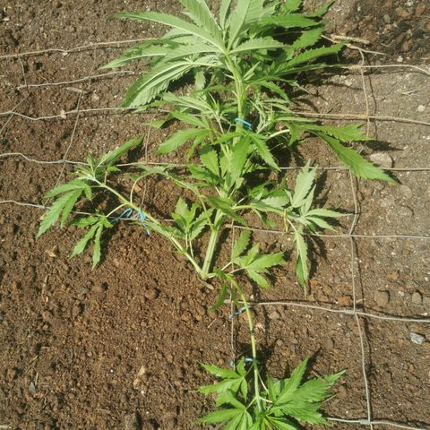 LOC #1 growlog photo