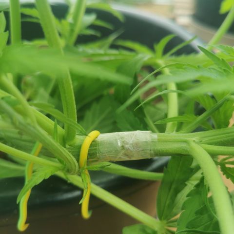 GZ #3 growlog photo: Casse ! 