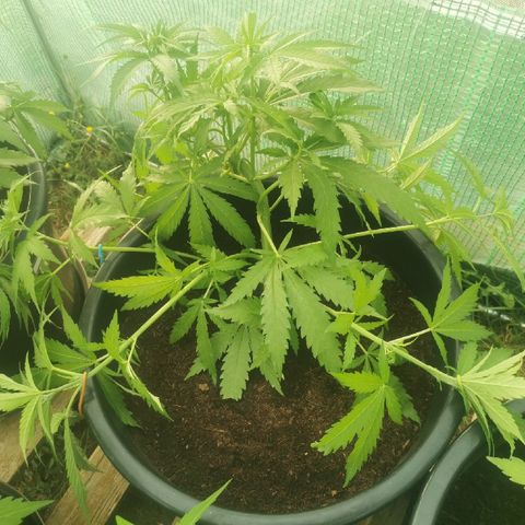 GZ #3 growlog photo: LST en mode pieuvre! 