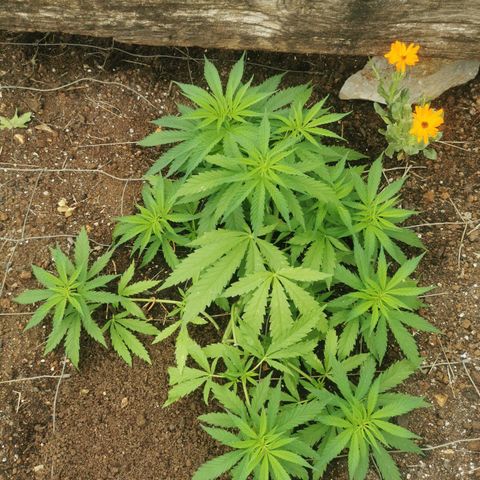 GZ #1 growlog photo