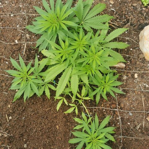 LOC #1 growlog photo