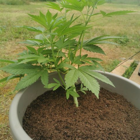 OG Kush growlog timeline photo