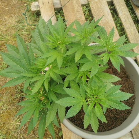 OG Kush growlog timeline photo