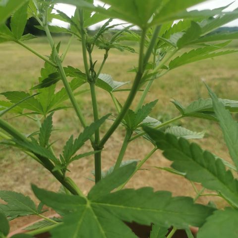 LOC #2 growlog timeline photo