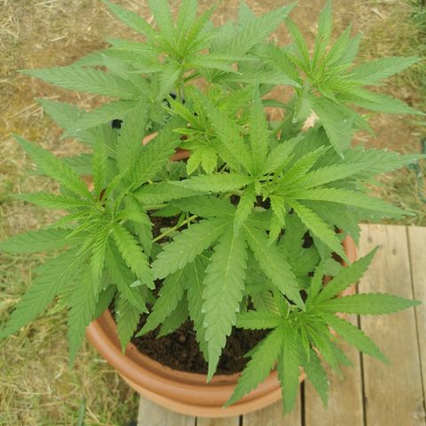 LOC #2 growlog photo