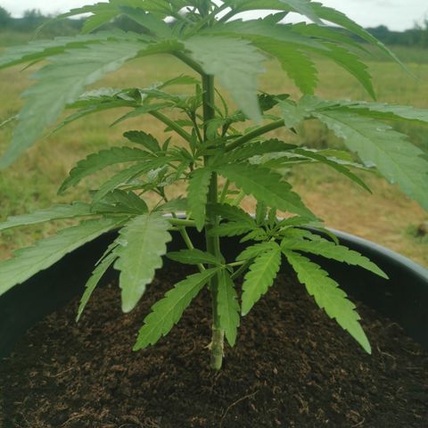 GZ #4 growlog photo