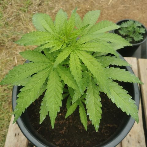 GZ #4 growlog photo