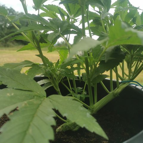 PP*DSD #3 growlog timeline photo