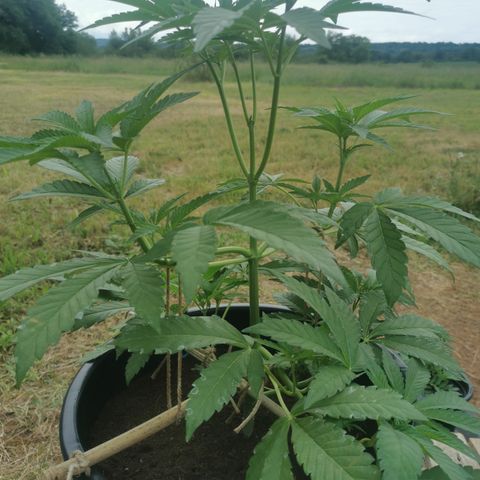 PP*DSD #2 growlog timeline photo