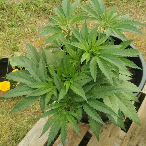 PP*DSD #3 growlog photo