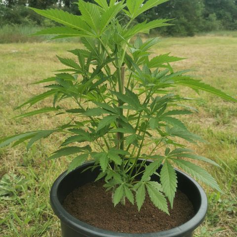 PP*DSD #1 growlog photo