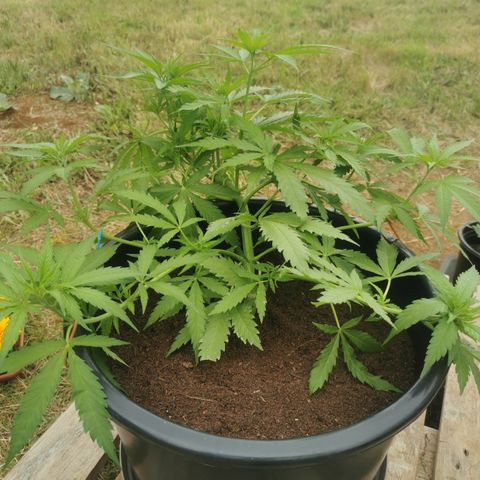 GZ #3 growlog timeline photo